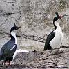 Cormorants with their blue eyes in the Seno Chico